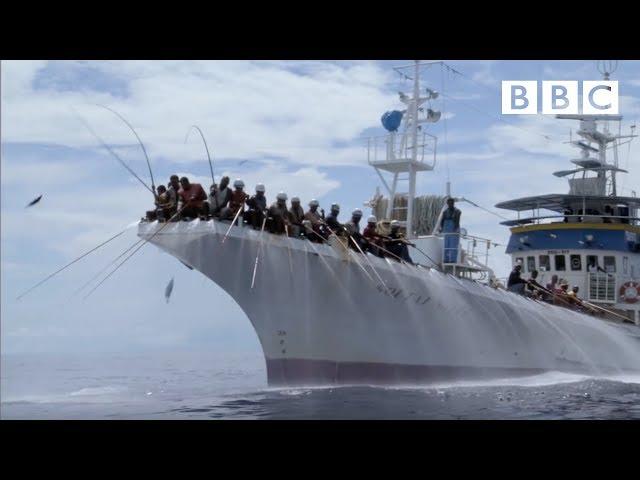 Fishing for tuna the old fashioned way | South Pacific - BBC