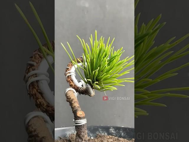 Black pine bonsai, scaly like a snake
