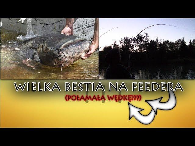 Wielka Bestia na Feeder \ Buła w Akcji