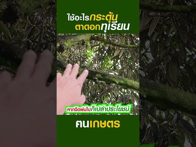ใช้อะไรกระตุ้นตาดอกทุเรียน #ฅนเกษตร  #เปิดตาดอก #กระตุ้นตาดอก #ปุ๋ยเปิดตาดอก #ดอกทุเรียน