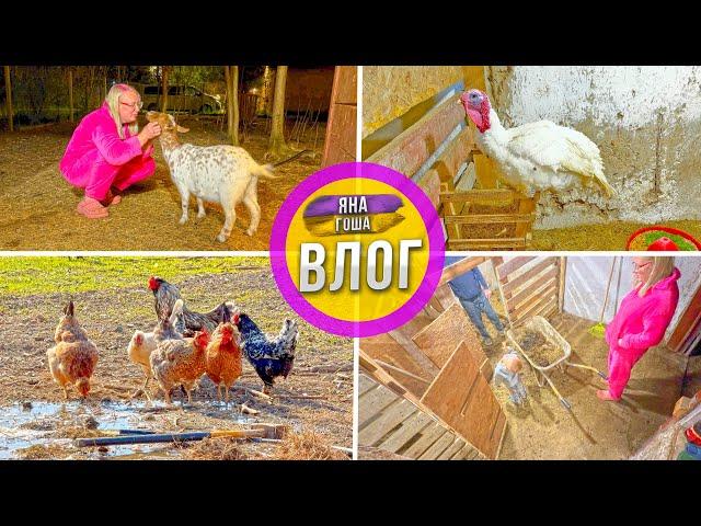 Сельская жизнь! Живем так как хотим! Трудимся до ночи! Поговорили с индюком. Порядок на хуторе!