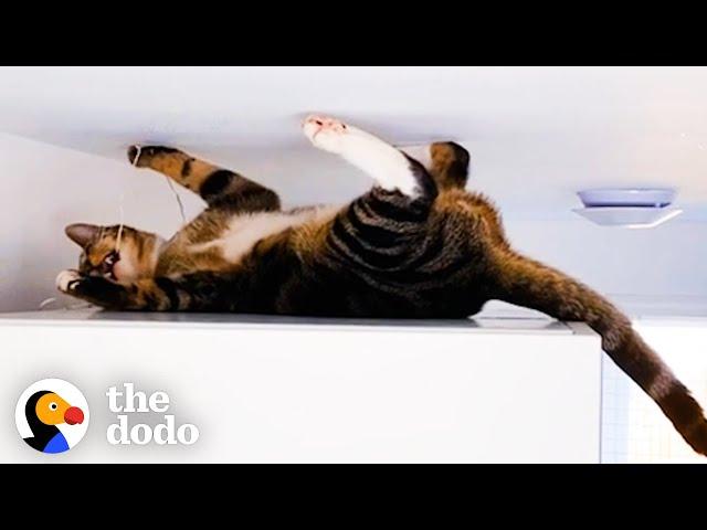 This Is The Cat Version Of Spider-Man | The Dodo Cat Crazy