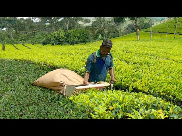 How They Harvest Million Tons of Green Tea - Modern Agricultural Technology