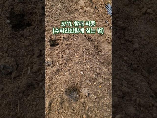 5/11, 참깨 파종(가지깨 심는 법)