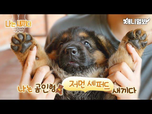 나는 태어난 지 31일 된 저먼 셰퍼드 새끼다 [애니멀봐 나새끼 83호]ㅣI'm a 31 Day Old German Shepherd Puppy