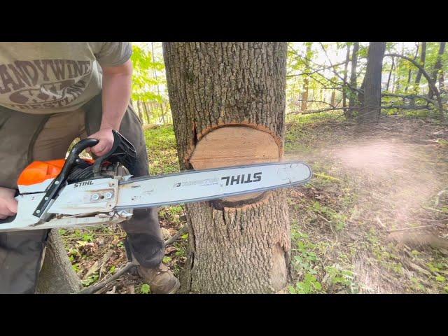 A Safer method of Tree Felling (Hazardous Dead Ash Tree)