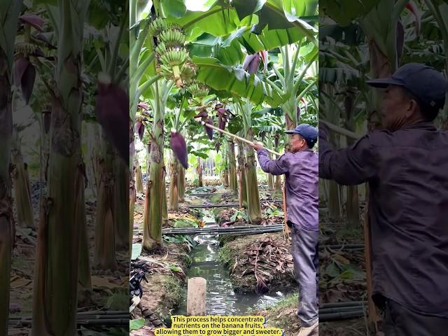 Banana’s Perfect Trim: How Farmers Help Them Grow Bigger and Sweeter.