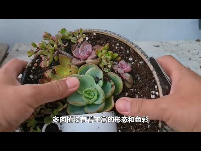 如何打造一个舒适的多肉露台花园|诚品绿仓－－悠然　自然　卓越