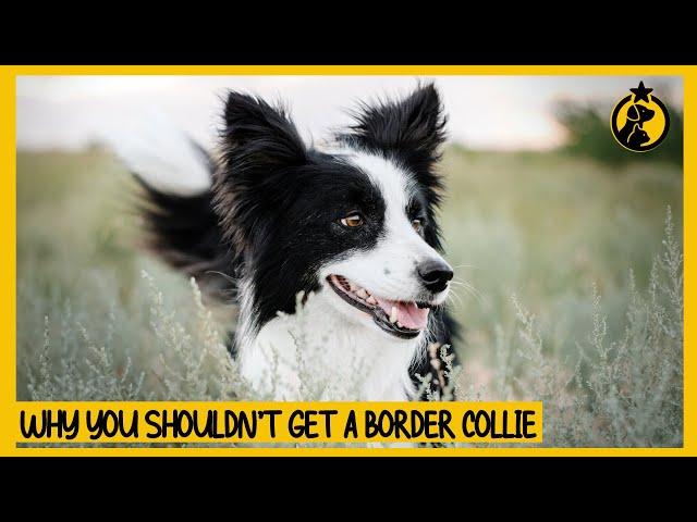 5 Reasons Why You Shouldn’t Get a Border Collie