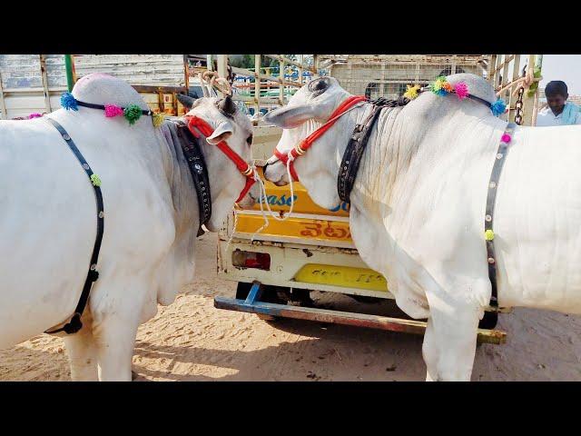 పెబ్బేరు సంతలో పాలపళ్ళ కోడెల రేట్లు-pebbair bull market-pebbair market-pebbair Cattles market-oxen