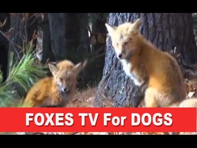 Fox TV - A Film for Dogs