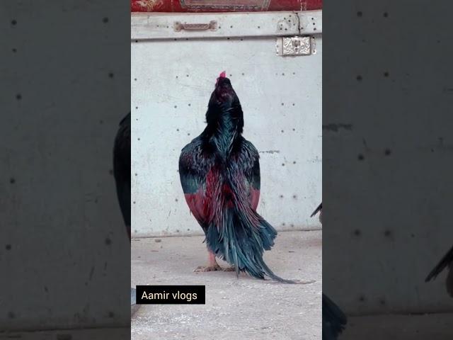 lamba aseel murga #aamirvlogs 2023 #video aseel murga lover