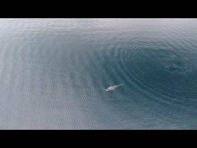 Bryde's Whale