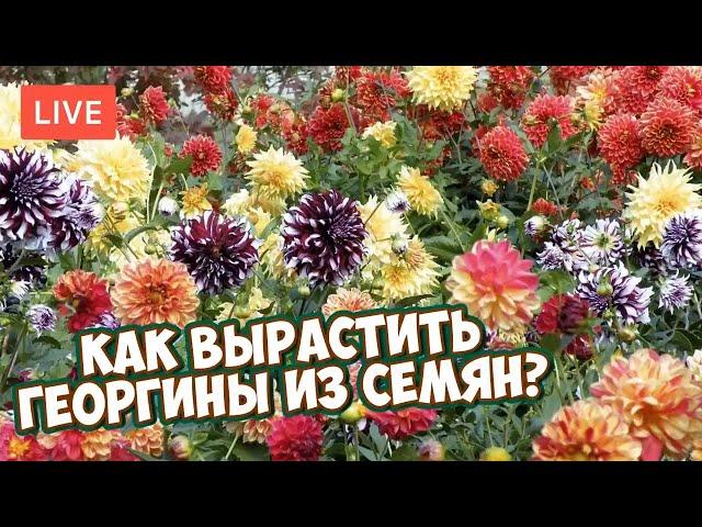 Как вырастить ГЕОРГИНЫ из семян? Красивые цветы с Хитсад ТВ