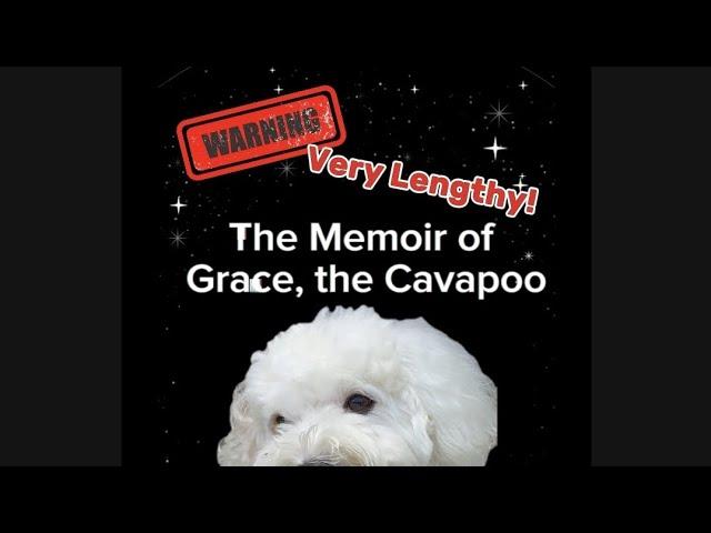 The Memoir of Grace, the Cavapoo ( Warning : Very Lengthy )