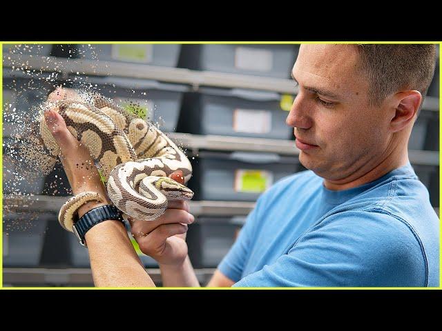 The Future of the Reptile Hobby — MUST WATCH