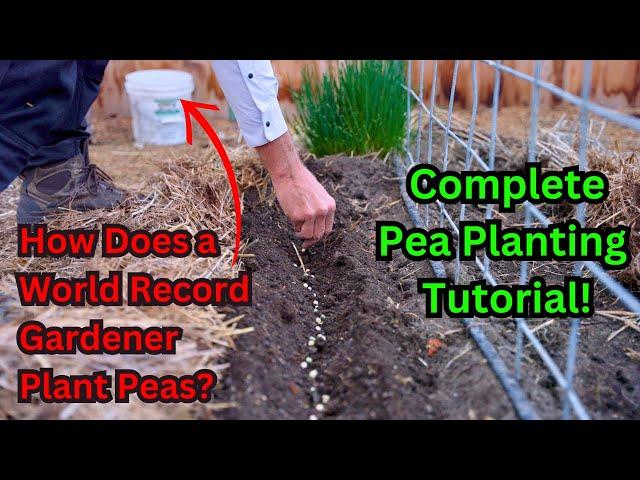 Watch This Before Planting Peas! World Record Gardener's Secrets To Growing Sweet Peas! Tutorial