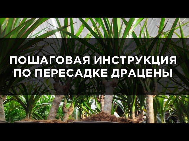 Как пересадить драцену: 8 этапов пересадки драцены