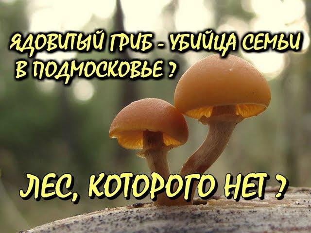 ЯДОВИТЫЙ ГРИБ-УБИЙЦА СЕМЬИ В ПОДМОСКОВЬЕ?ГАЛЕРИНА ОКАЙМЛЁННАЯ.ЛЕС, КОТОРОГО НЕТ? ТИХАЯ ОХОТА.