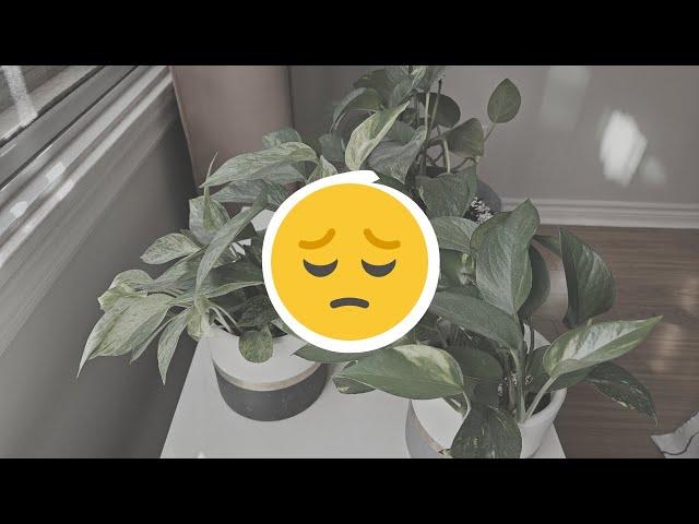 How to overcome houseplant burnout | my experience + tip | repot & chat