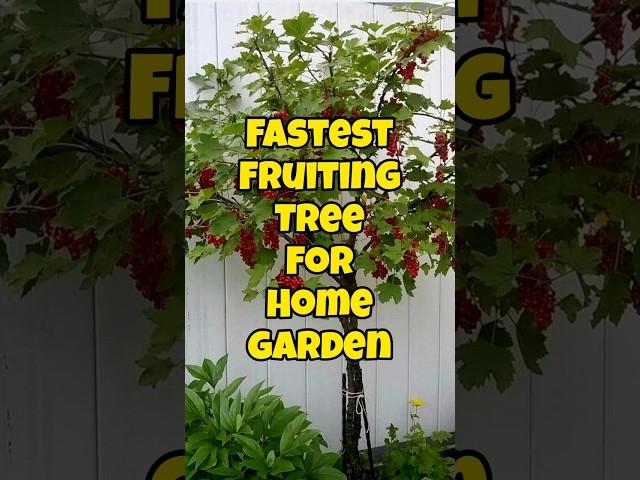 Fast growing fruit trees for garden / Best quick fruiting plants #short #terracegarden