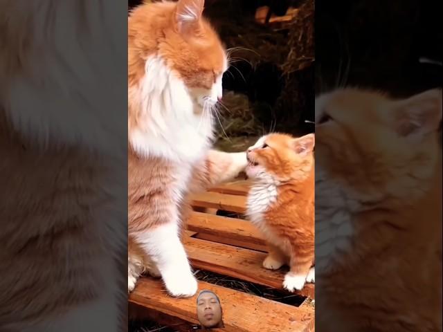 MOM AND KITTEN #cat #cats #catlover #catvideos