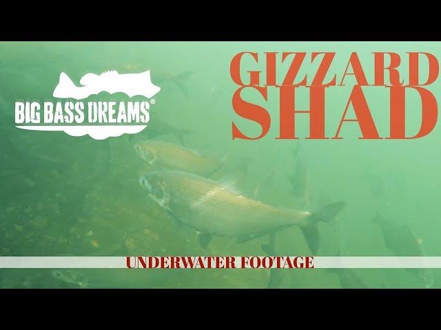 Gizzard Shad Underwater   Big Bass Dreams Underworld