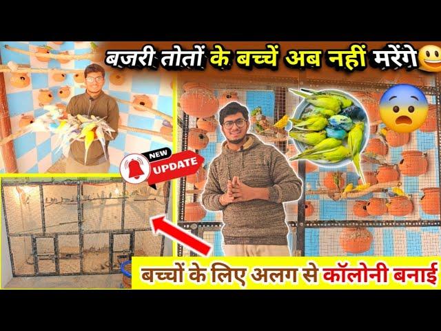 Reason Of Death Budgies Parrot Salf Baby || मटकी से निकलने वाले बच्चों के लिए नई कॉलोनी तैयार की 