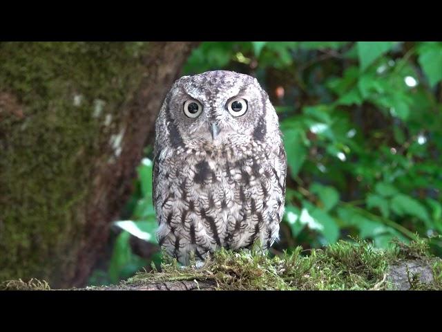 Tiny Owl Pinecone Has Big Bird Energy