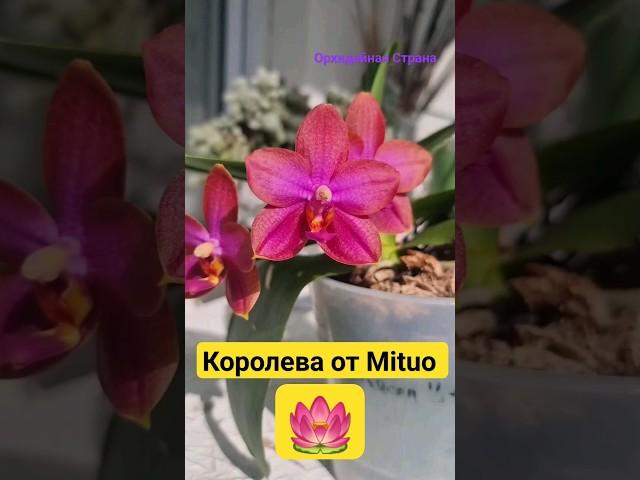 Неоновая орхидея P. Mituo Sun Queen 'Lotos' Ура! Сильный аромат #MITUO #ORCHID #орхидеи #фаленопсис