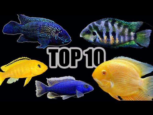 Top 10 Cichlids for Beginners