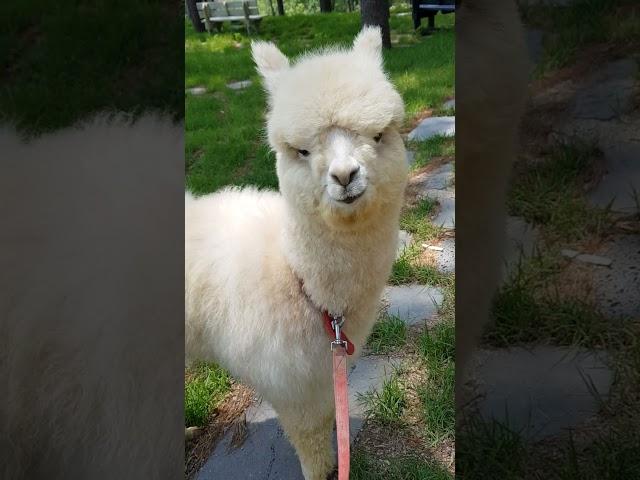 알파카(alpaca) 먹방