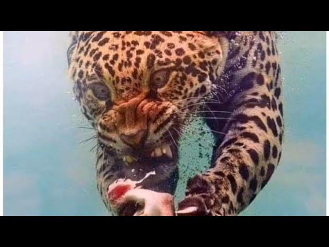 #1   TOP 10 DANGEROUS ANIMALS