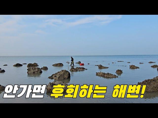 소라 쭈꾸미 갑오징어를 줍기만 하면 되는 해수욕장이 있다고? +먹방