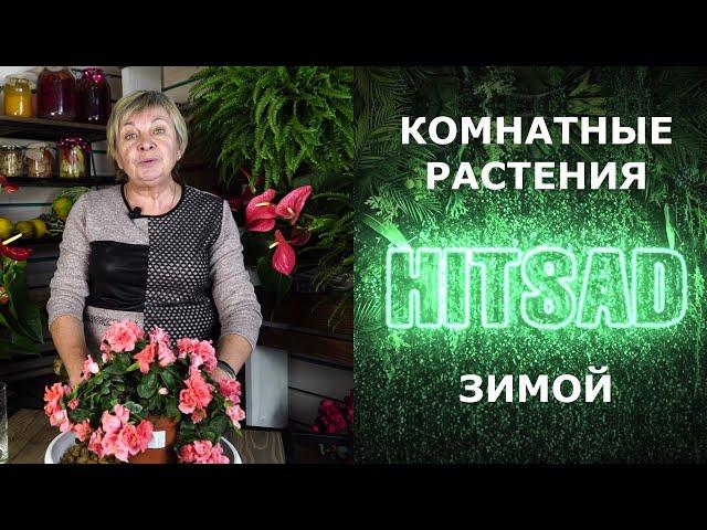 Про комнатные растения Hitsad TV