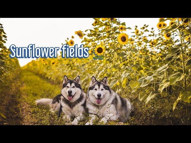 Taking my alaskan malamute to the Sunflower field