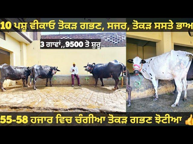 10 ਪਸ਼ੂ ਵੀਕਾਓ। Buffalo and cow for sale/vadiya farm/10-3-25