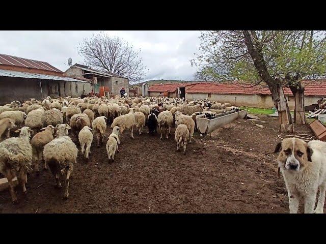 MERADAKİ KURBANLIKLARI GETİRDİK ! KURBAN HAZIRLIKLARI Koyun Kuzu Videoları, Koyunculuk Koyun yükleme