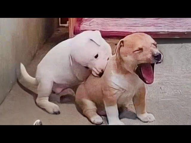 These Puppies Are Just Here to Make You Laugh  Funniest Animal Videos