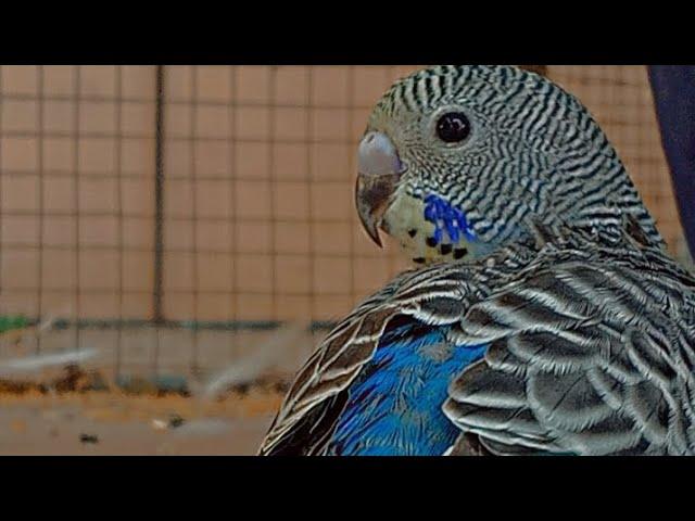 Mashallah Blue beauty  | Vip birds zone|