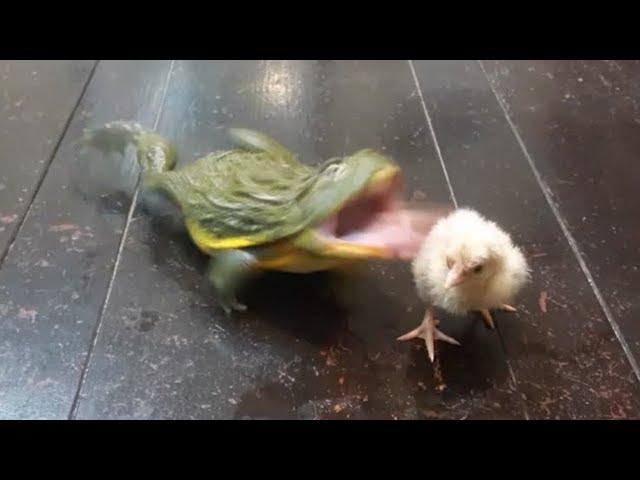 African bullfrog eats chick for the first time　[live feeding]