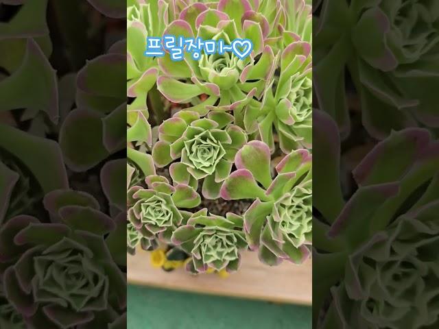 이봐ㅡ이봐ㅡ진짜 비슷하죠? 똑같은 화분에 식재해놓으면 못찾긋죠? 속지말자 화장빨ㅡ다시보자ㅡ조명빨ㅡ #박서진가수님 #테스형 #에오니움 #프릴장미 #모카라떼ㅡ1004  #현역가왕2