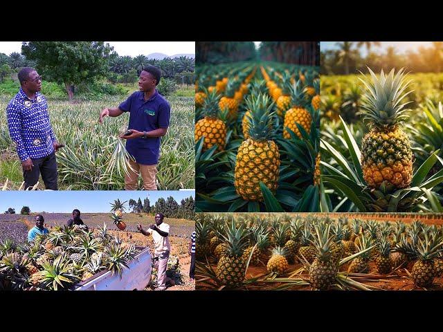 I USED PINEAPPLE FARM TO BUY MY FIRST CAR -  ELDER MENSAH BENSON