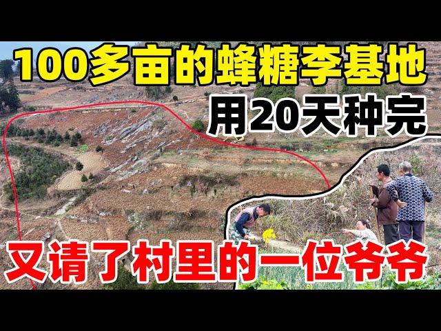 蜂糖李基地老板说，要用20天的时间种一百多亩果树，没想到才5天就到半山腰了