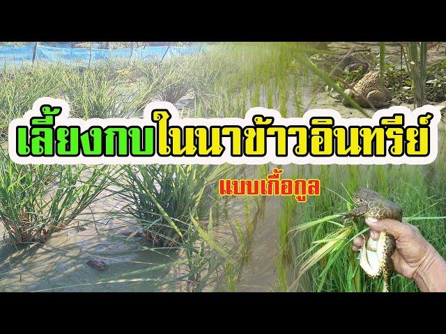 การเลี้ยงกบในนาข้าวอินทรีย์ | แบบเกื้อกูล |