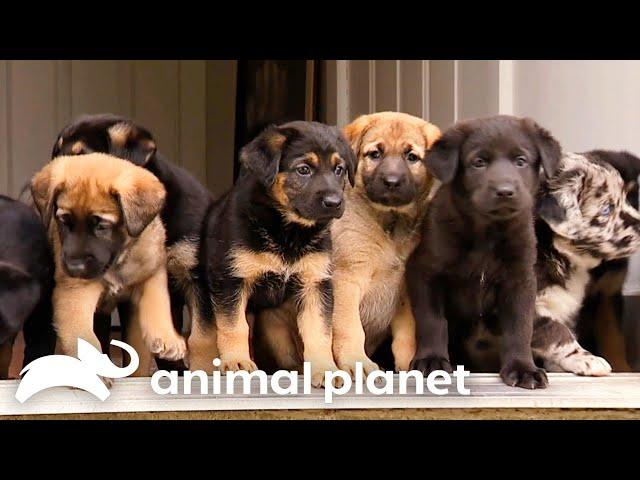 Adorable 3-Week-Old Puppies Explore a Horse Farm | Too Cute! | Animal Planet