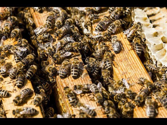 Honey #8 How to know if your bee nucleus is doing Good or bad? Bees - Part 2/2  (English Version)