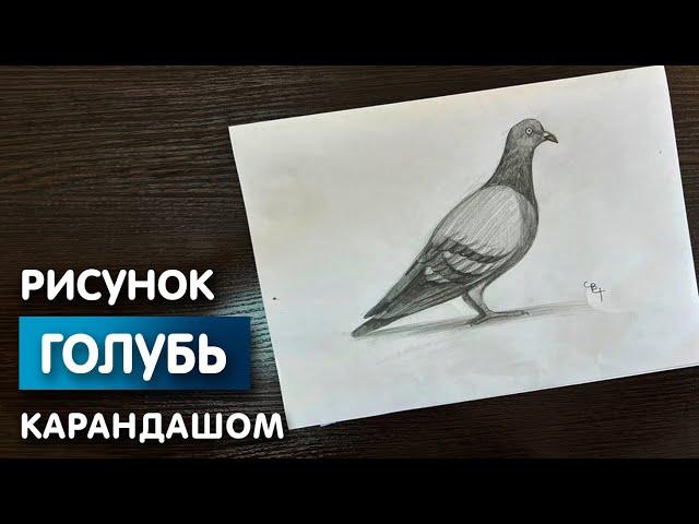 Как нарисовать голубя карандашом | Рисунок для начинающих поэтапно