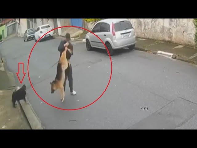 Brave owner saves his dog from a German Shepherd!!!