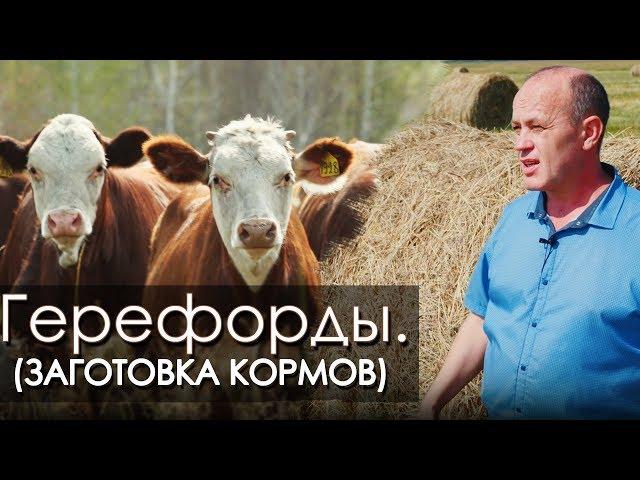 Племенные Герефорды. Заготовка кормов КФХ Чирикова Н.В.